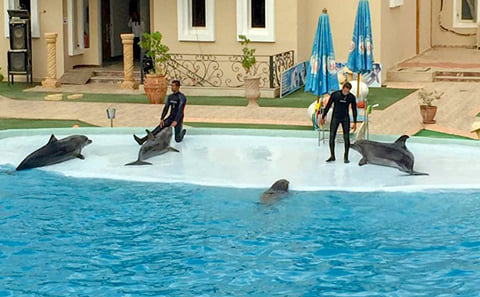 Dolphin Show in Sharm El Sheikh
