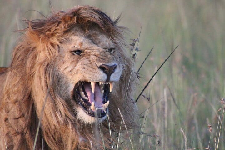 3-Day Maasai Mara Group Joining Safari