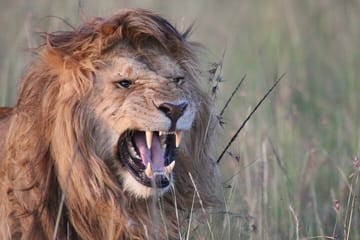 3-Day Group Safari in Maasai Mara, Kenya