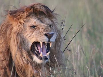 3-Day Group Safari in Maasai Mara, Kenya