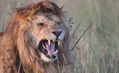 3-Day Group Safari in Maasai Mara, Kenya