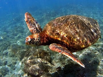 Snorkel in the Motus