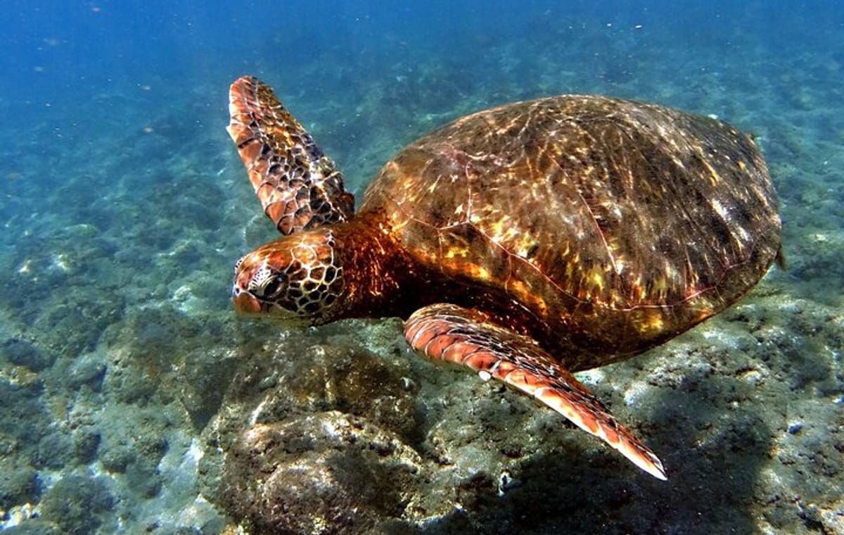 4-Day Adventure Tour in Easter Island