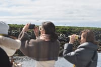 Reykjavík Classic Puffin Watching 4