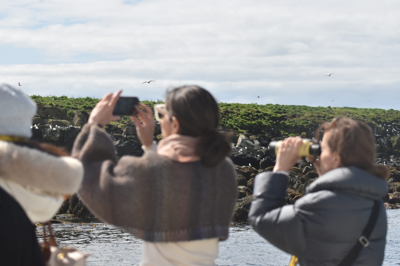 Reykjavík Classic Puffin Watching 4