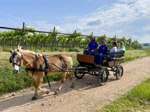 Horse Carriage Tour with Pic Nic in Lazise