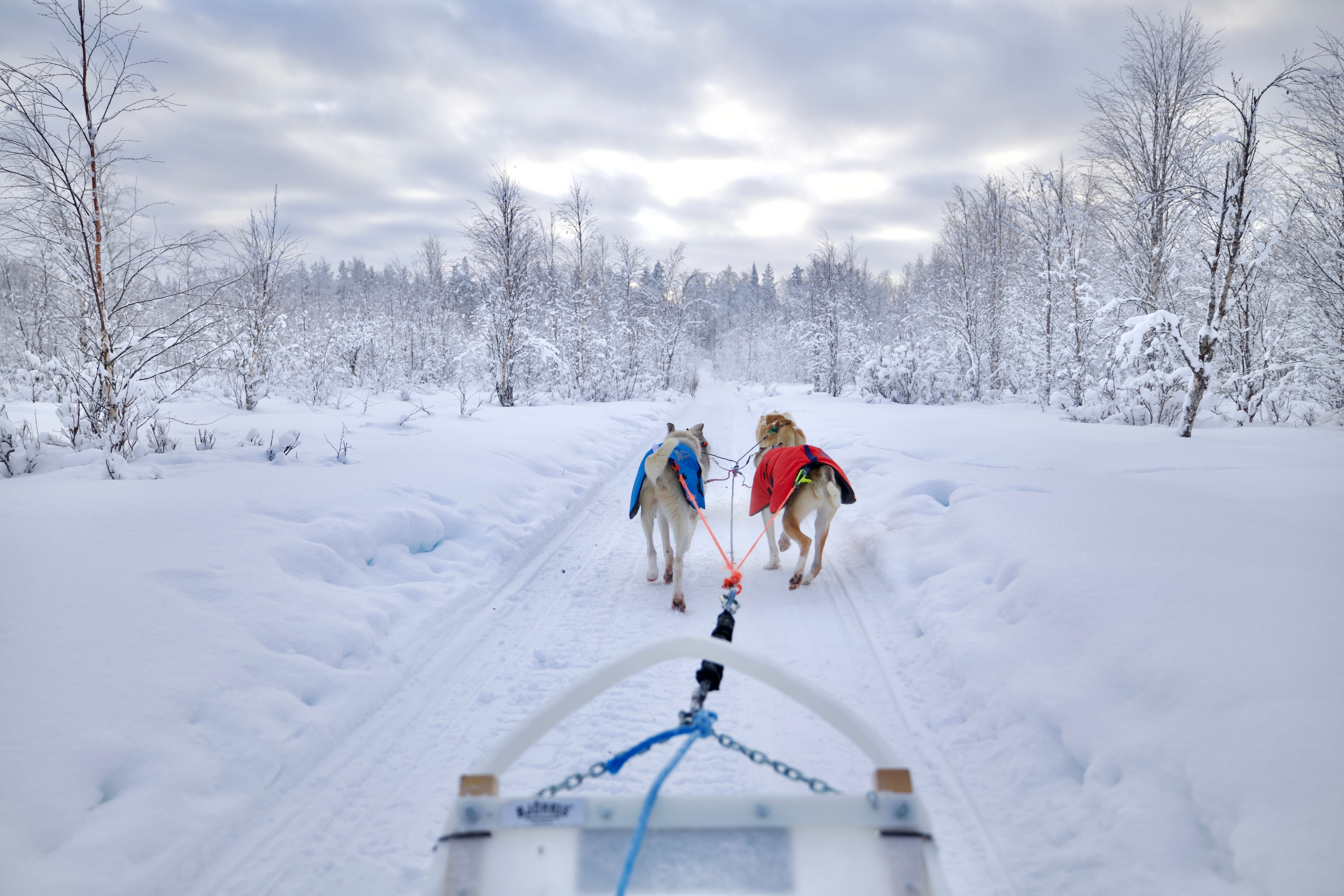 Husky Trails of Lapland – 7.5 km