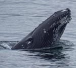 Whales & Puffins 10