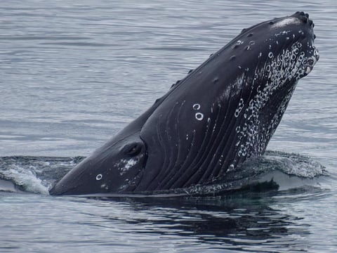 Whales & Puffins