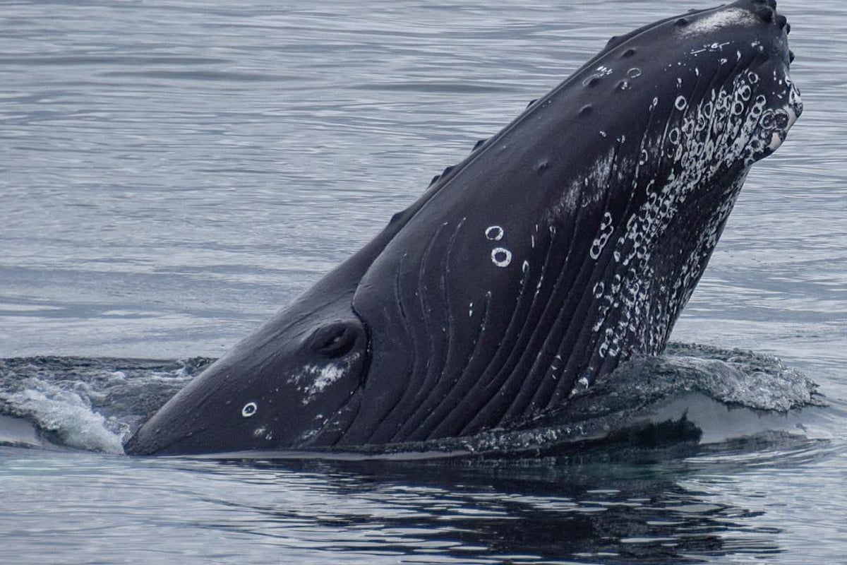 Whale Watching & Puffins from Reykjavík, Iceland