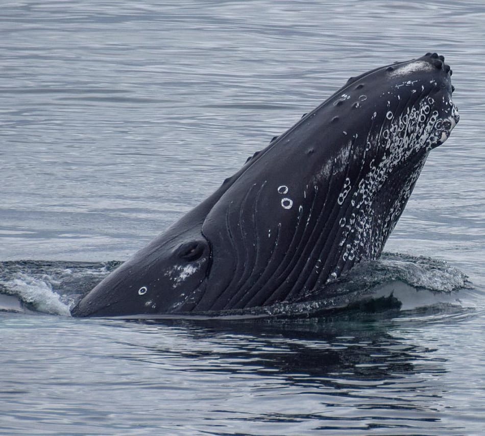 Whales & Puffins 10