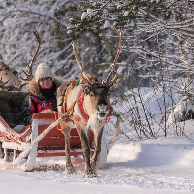 Waldpfad – Ein 800-Meter-Rentierschlitten-Abenteuer im Weihnachtswald von Rovaniemi
