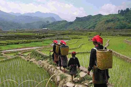 Sapa Easy Trekking Tour 1 Day – Rice Paddies and Cultures