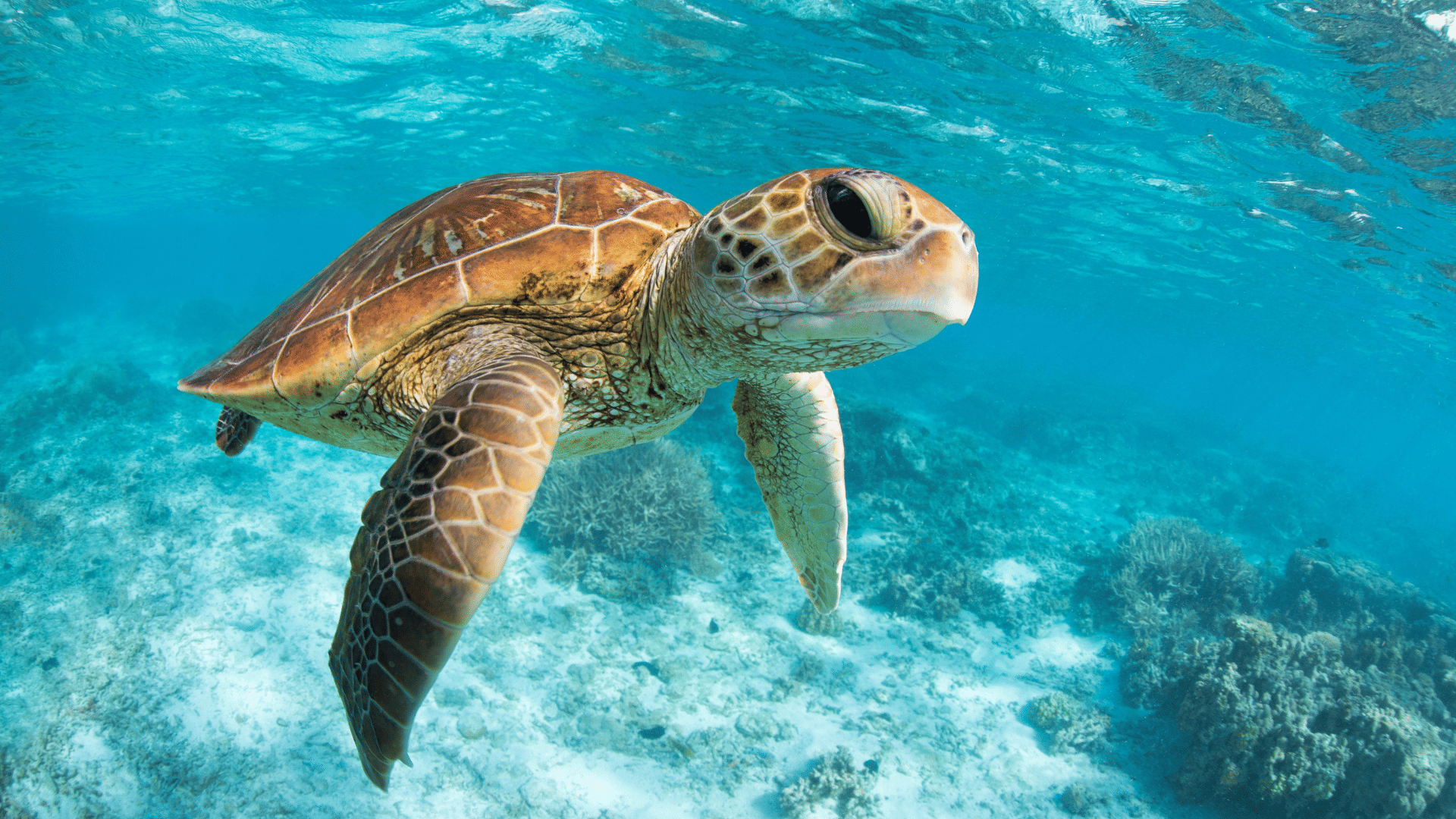 From Riviera: Tulum, Mariposa Cenote & Swim with turtles in Akumal