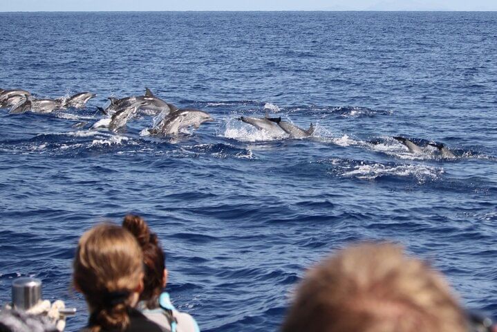 whale dolphins watching tour madeira funchal