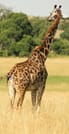 3 Day Amboseli Safari 4