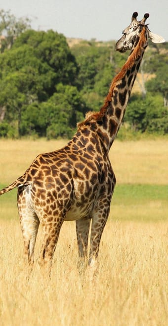 3 Day Amboseli Safari photo 4