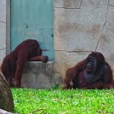 استعد لمغامرة فريدة معا الغوريلا اللطيف، حيث يمكنك التعرف على سلوكياته عن قرب!