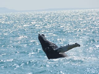 Whale Watching & Caving, photo 10