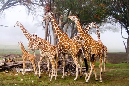 13 Days Kenya Family Wildlife Safari & Diani Beach Holiday