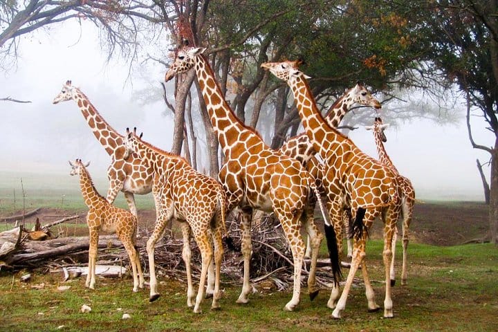 Giraffe centre