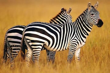 Sunset Safari Tour at Aquila Game Reserve from Cape Town
