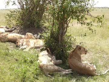 2 days Amboseli national park safari