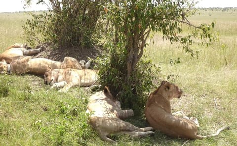 2 days Amboseli national park safari