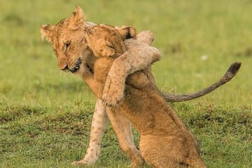 Serengeti National Park Camping Safari in Tanzania Multi Day Tour