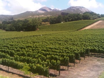 Vineyards in the Paarl region