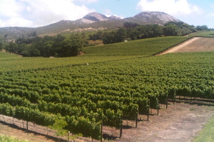 I & F Elegant Country Tours: Private Cape Winelands Day Starting in Stellenbosch, Franschhoek or Paarl — Stellenbosch