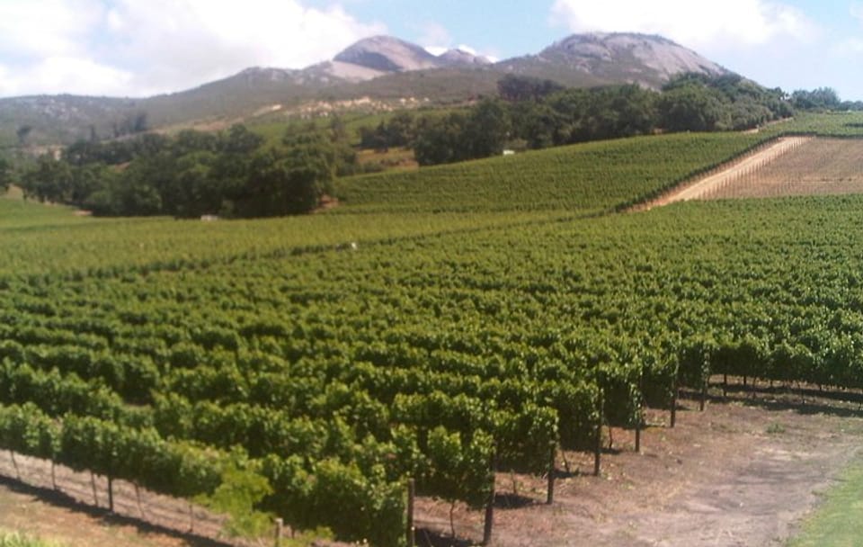 Private Cape Winelands Tour from Stellenbosch, Franschhoek, or Paarl