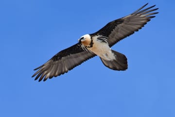 Serengeti Fly-In Safari: 4-Day Adventure from Arusha