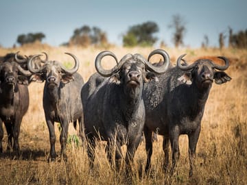 7 Days Best of Tanzania Safari