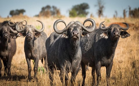 7 Days Best of Tanzania Safari