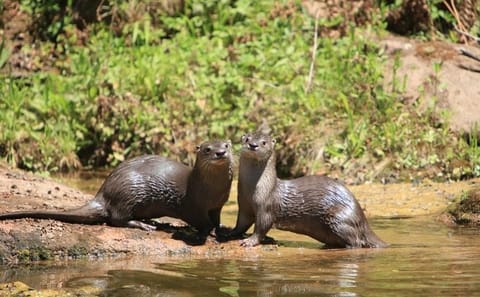 4x4 Adventure Tour of Yungas and El Rey National Park from Salta