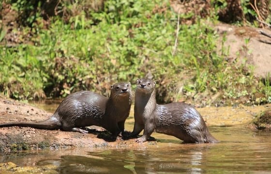 Yungas and El Rey National Park 4×4 Full Day Tour from Salta