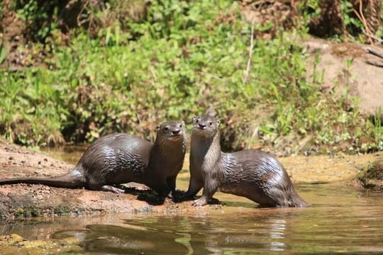 Yungas and El Rey National Park 4x4 Full Day Tour from Salta