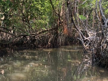 Mangrove Boat Tour in Aluthgama and Bentota, Sri Lanka