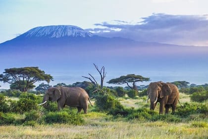 5 Days Nairobi Day tour and Amboseli National Park Safari