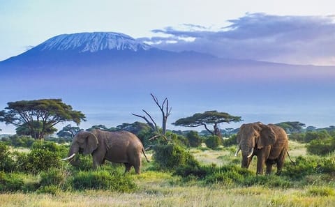 5-Day Nairobi City Tour and Amboseli Safari Adventure