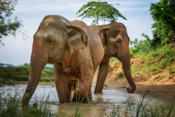 Elephant Jungle Sanctuary Experience in Kathu, Phuket