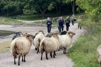 Oslo: 3 hour Island Hopping tour: Cottages, Ruins & Fjord Views 7