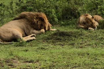 Early Morning Half Day Group Tour to Nairobi National Park