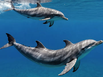 Zanzibar: Swimming With Dolphins at Kizimkazi