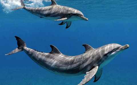 Zanzibar: Swimming With Dolphins at Kizimkazi