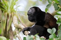 A popular location to see Howler Monkeys closely