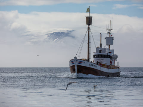 Arctic Coastline Experience, Hauganes Whale Watching & Local taste visit, photo 3