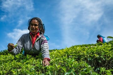 Tea Plucking Experience and Factory Tour in Nuwara Eliya