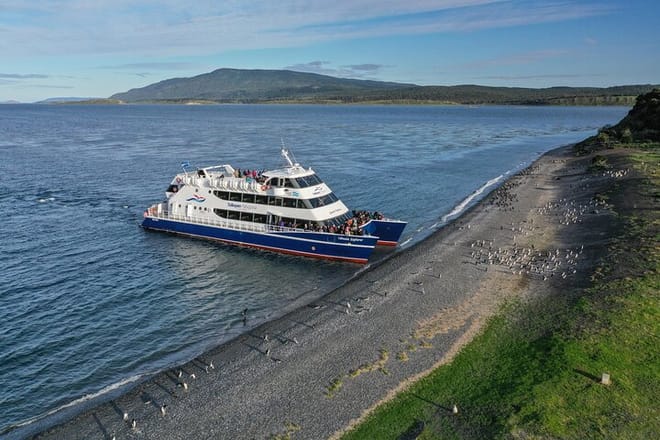 Martillo Island: Boat Trip to the Penguin Colony & Beagle Channel photo 6